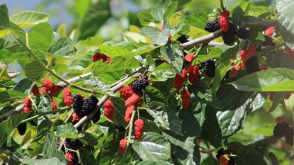 A branch of a mulberry tree covered in fruit