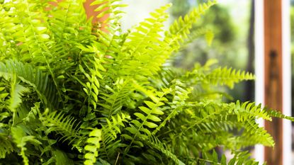 Can you grow Boston ferns outdoors?