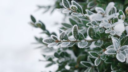 How to protect plants from frost