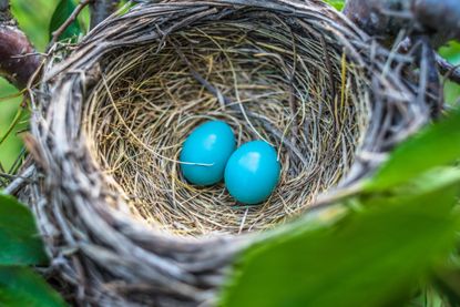 Two blue Robin&#039;s eggs are nestled in a bird&#039;s nest.