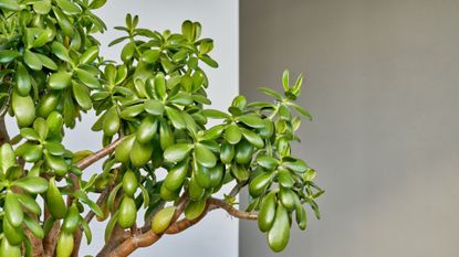 A close-up of a jade plant