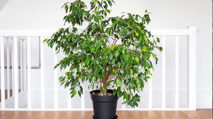 A Ficus tree house plant in a home in a black pot on a landing 