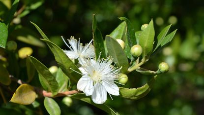 Evergreen myrtle shrubs with white blooms in a sunny garden