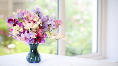 Sweet pea bunch