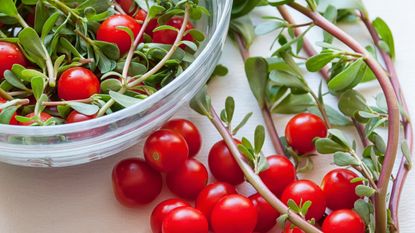 Cherry tomatoes and purslane in a bowl