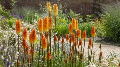 Red hot poker varieties 