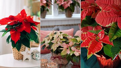 Poinsettia care tips