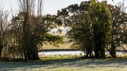 Trees next to lake in winter