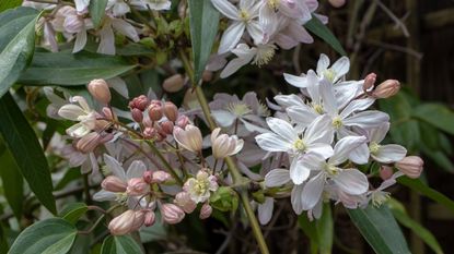 Clematis armandii with green leaves and white flowers in a garden