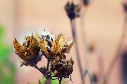 Seeds Of Dried Flowers