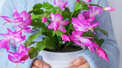 Person in blue sweater holds Thanksgiving cactus in full bloom