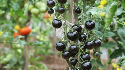 Black tomatoes on the vine