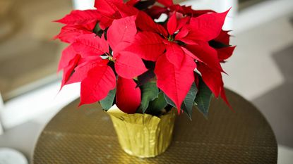 Poinsettia wrapped in gold foil