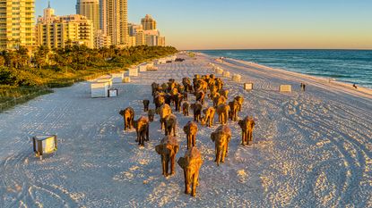 The Great Elephant Miagration. Photo by Lee Smith