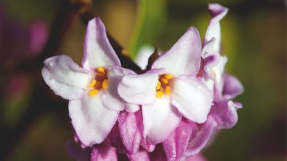 Closeup of pink and white Daphne flowers against blurred background