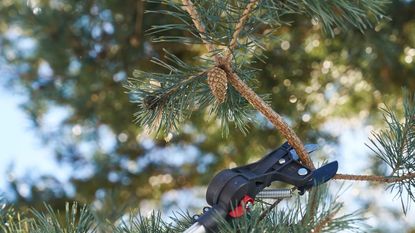 Felco pole pruners cutting a pine tree branch