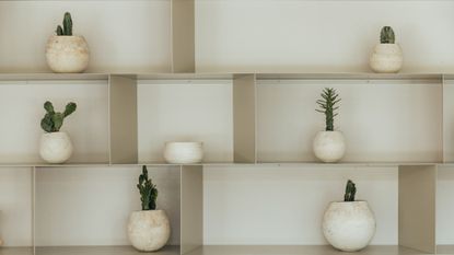 Succulents placed on display in a living room