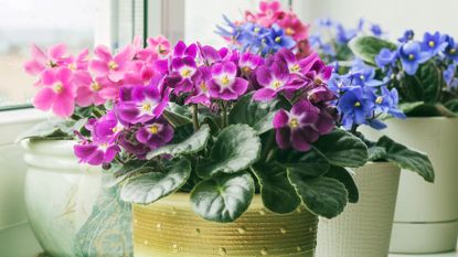 On the window sill of the room there are pots with blooming multi-colored African violets.