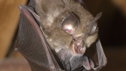 A lesser horseshoe bat