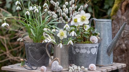 hellebores and snowdrops in containers