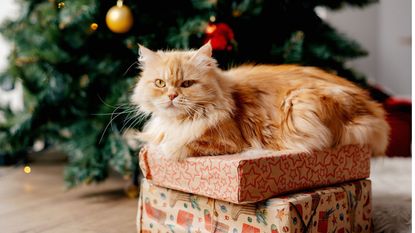 A long haired ginger cat sat on top of two wrapped Christmas presents. There is a green artificial Christmas tree with lights and gold and red baubles in soft focus in the background