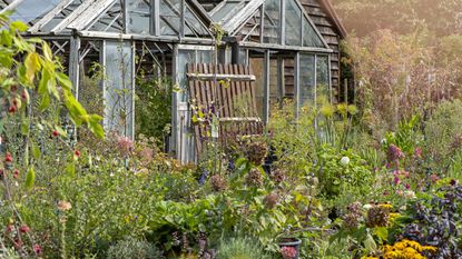 A garden grows up around two old greenhouses