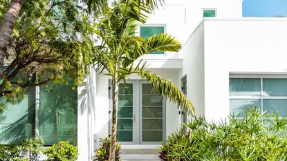 A palm tree growing in the front yard of a modern white house