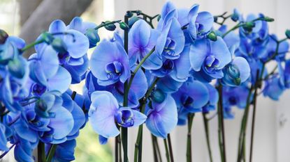 Several blue orchids