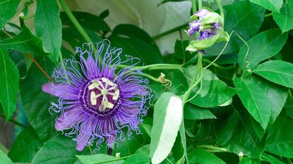 The purple May-pop flower, known as the Purple Passion flower, Passiflora Incarnata, seen in a garden