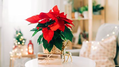 A poinsettia sits on a round table in a room decorated for the holidays