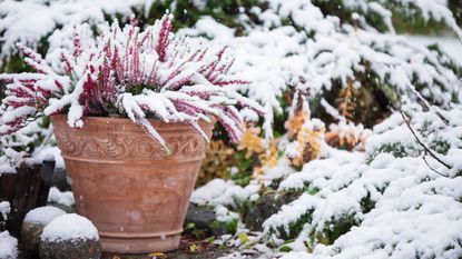 Common heather, Calluna vulgaris, in terracotta pot covered with snow, evergreen juniper in the background, snowy garden in winter