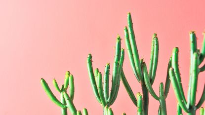 Green Euphorbia Tirucalli plant on pink colored background