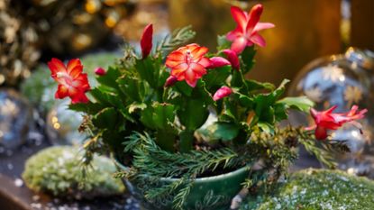 A bright red Christmas cactus 