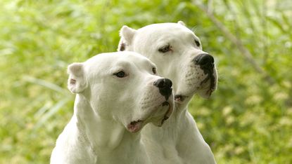 Dogo Argentino