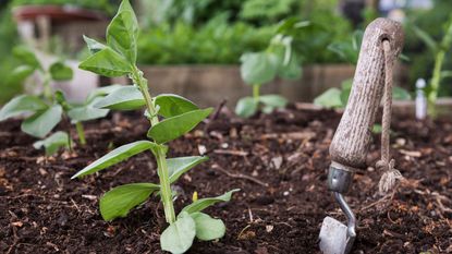 Broad beans