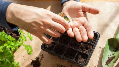 Sowing seeds indoors intro module trays filled with compost