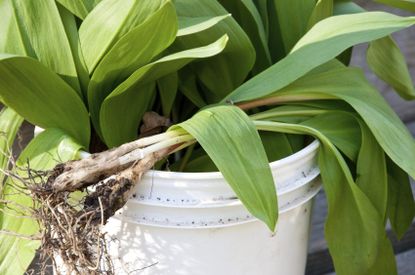 White Bucket Full Of Wild Leek Ramps