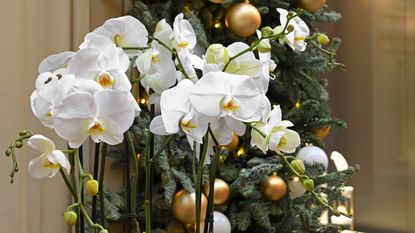 Christmas orchids