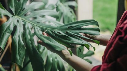 Hands holding a large monstera leaf