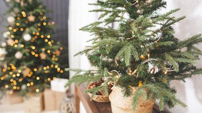 mini Christmas tree in festive display