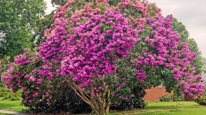 Crepe myrtle tree in bloom with pink flowers