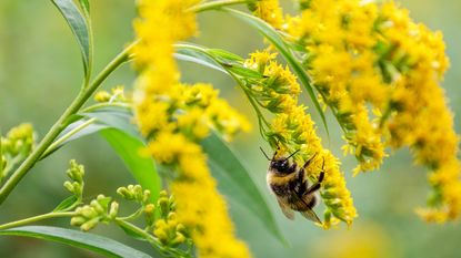 Goldenrod blooms with a bee during the summer months