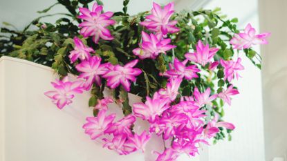 Holiday cactus blooming in winter season, Schlumbergera flowering houseplant