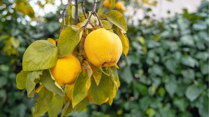 How to get a quince tree to fruit