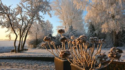 A snow covered garden catches the evening light