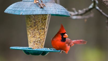 Cardinal on a birdfeeder