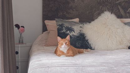 A ginger cat sat on a bedding surrounded by scatter cushions