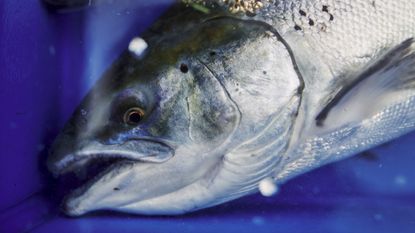 The head and torso of a salmon out of water with mouth and eyes open