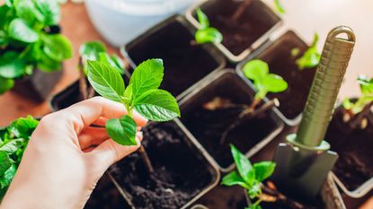 bigleaf hydrangea cuttings in pots