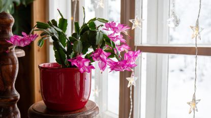 A Christmas cactus in a red planter on a pedestal by a window sill with star and crystal string lights